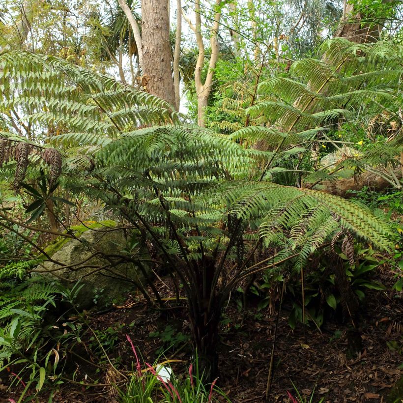 Cyathea dealbata - Felce d'Argento (Plant habit)