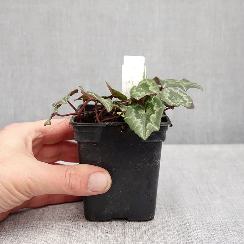 Ciclamino coum Pink Marbel Vasetto da 8/9 cm esemplare consegnato in inverno