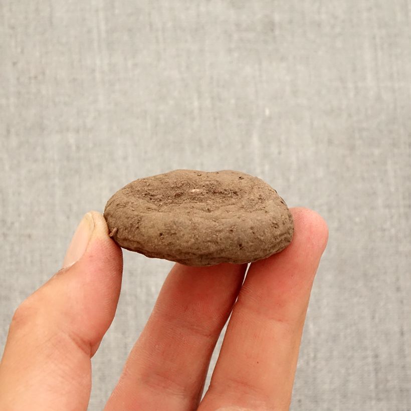 Esemplare di Cyclamen hederifolium Album Bulbo size 10/12 come consegnato in autunno