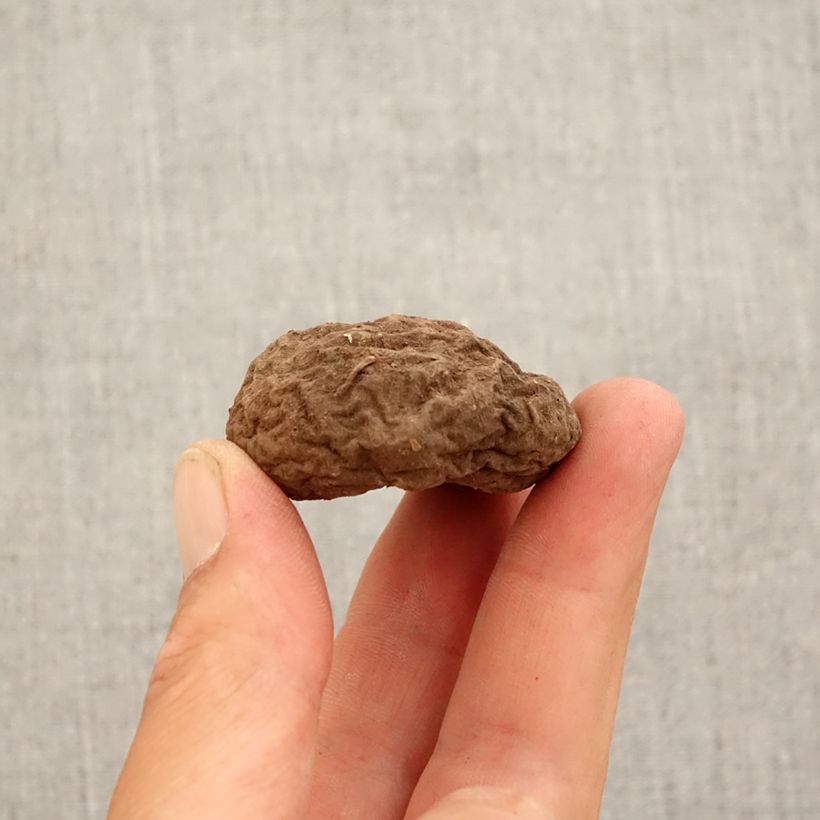 Example of Cyclamen hederifolium Bulbo taglia 10+ as you get in automne