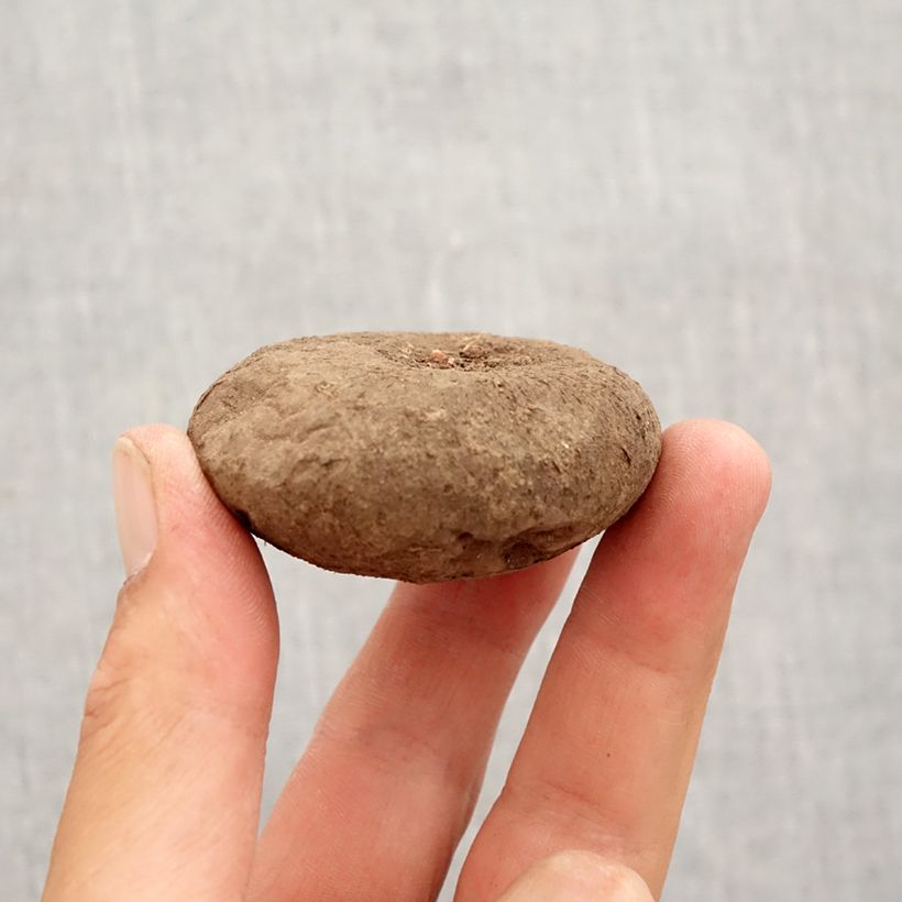 Example of Cyclamen hederifolium Bulbo taglia 15+ as you get in automne