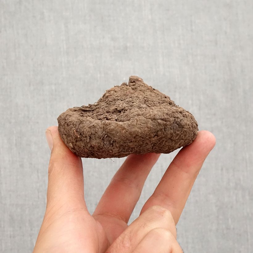 Example of Cyclamen hederifolium Bulbo taglia 25/30 as you get in automne