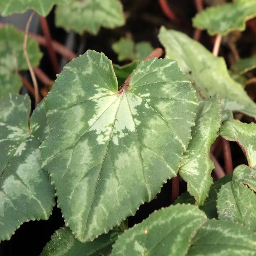 Cyclamen hederifolium (Foliage)