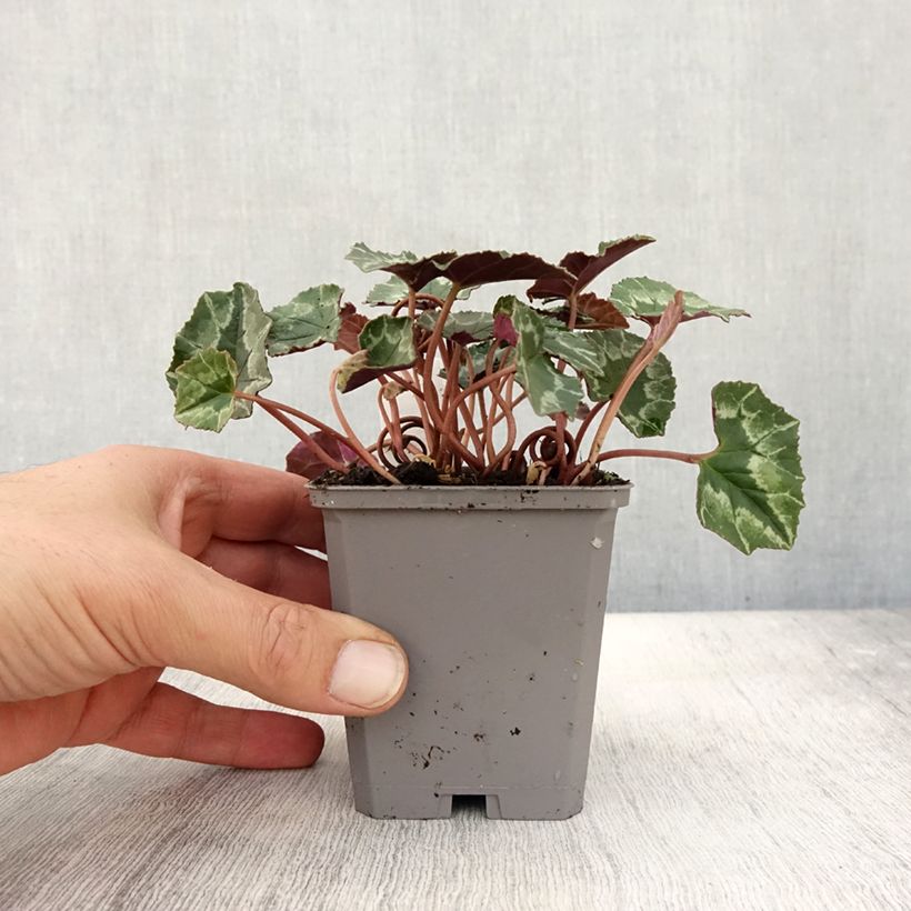 Esemplare di Cyclamen hederifolium Vasetto da 7/8 cm come consegnato in autunno