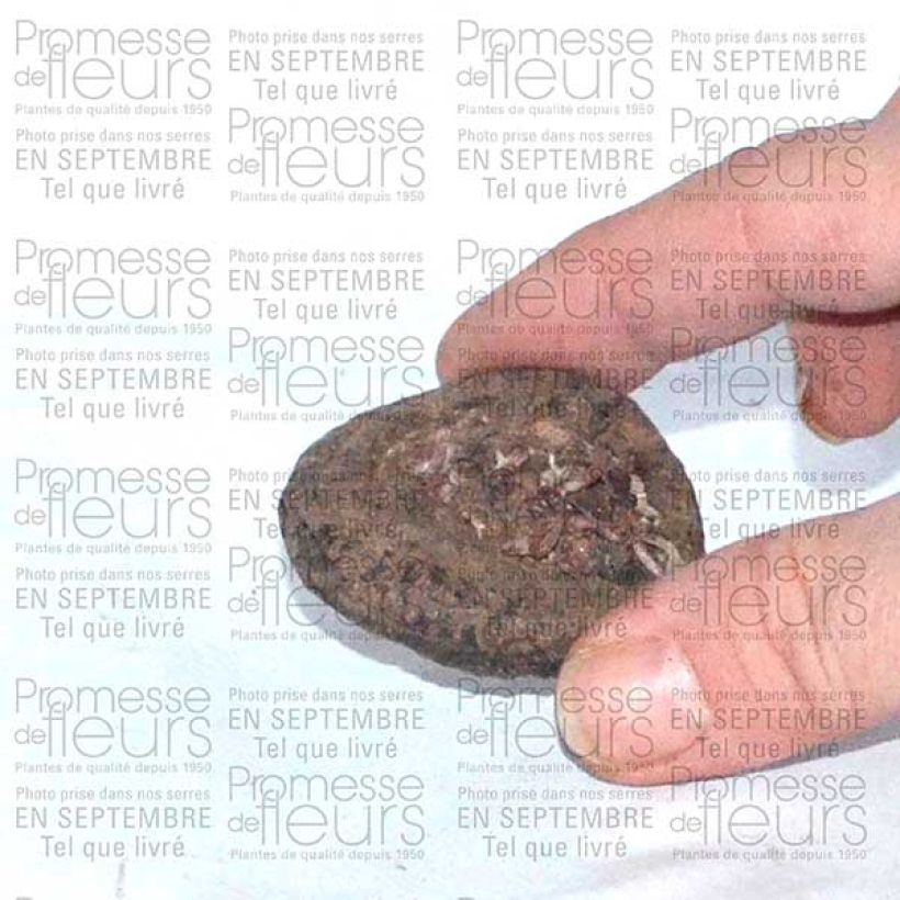 Esempio di esemplare Cyclamen persicum - Ciclamino persiano Bulbo taglia I come consegnato