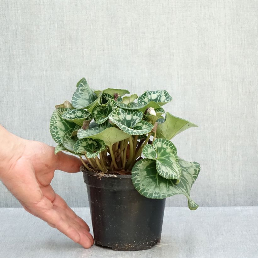 Esemplare di Ciclamino persiano bianco Vaso da 1,5L/2L come consegnato in autunno