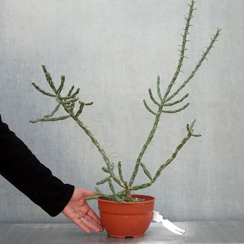 Esemplare di Cylindropuntia kleiniae Vaso da 2L/3L come consegnato in autunno