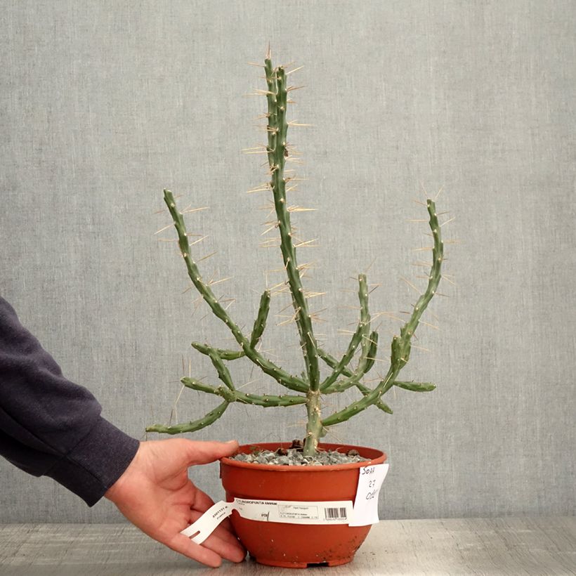 Example of Cylindropuntia kleiniae Vaso da 2L/3L as you get in printemps