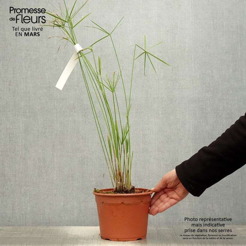 Example of Cyperus alternifolius - Falso papiro Vaso da 2L/3L as you get in printemps