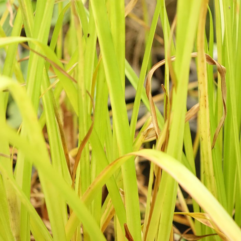 Cyperus glaber - Zigolo glabro (Foliage)