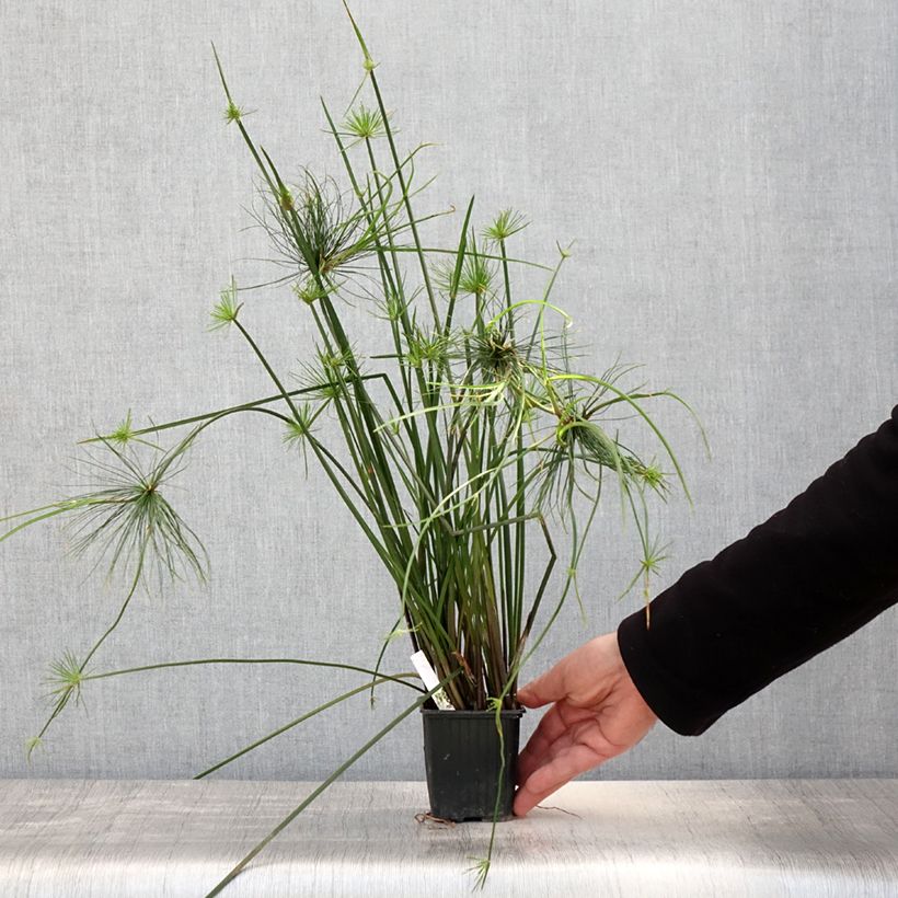 Cyperus haspan - Falso papiro Vasetto da 8/9 cm esemplare consegnato in primavera