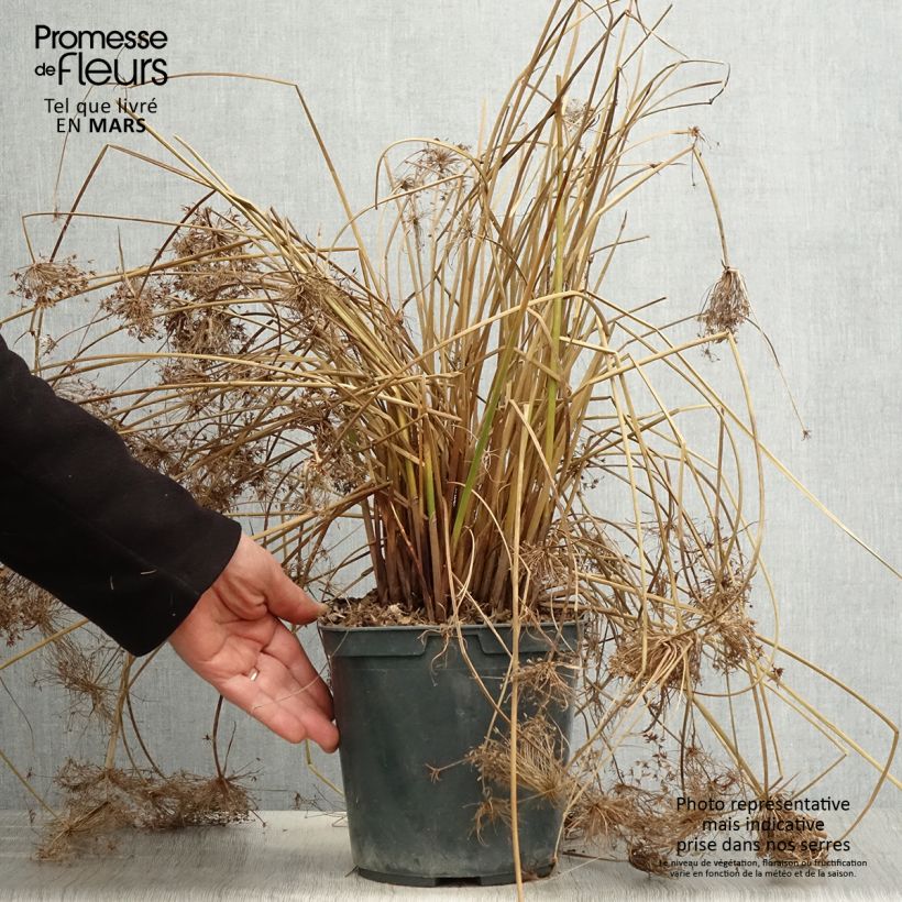 Example of Cyperus papyrus Cleopatra - Papiro Vaso da 3L/4L as you get in printemps