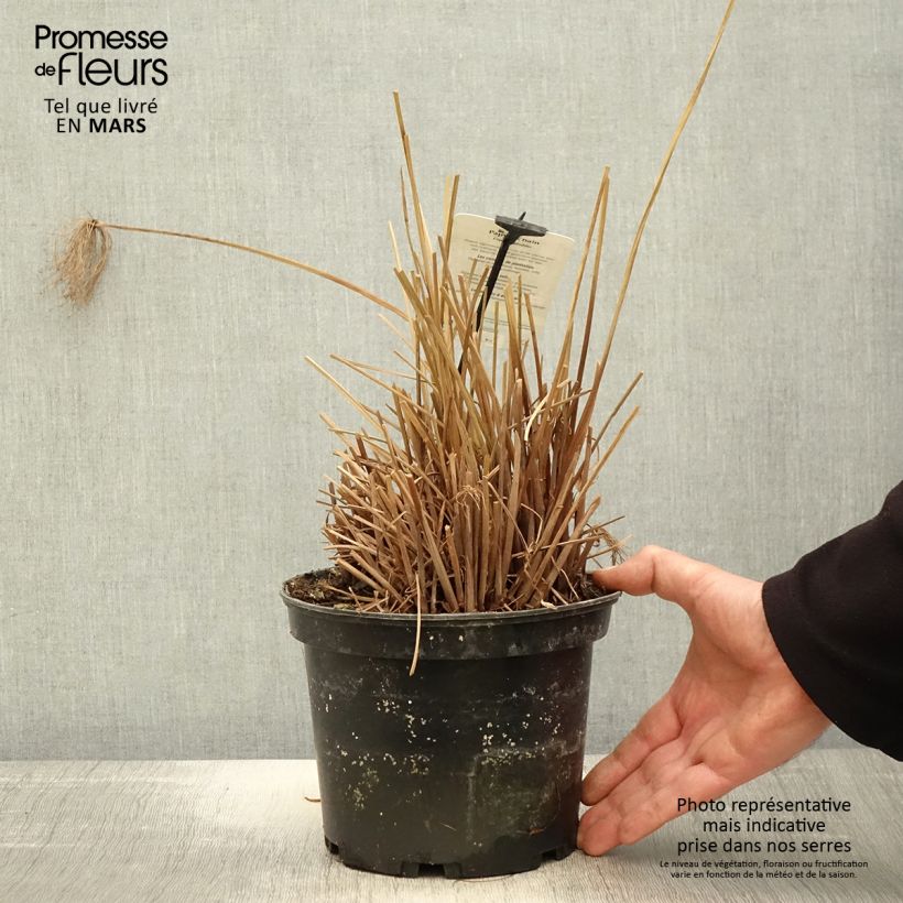 Example of Cyperus prolifer - Papiro Vaso da 3L/4L as you get in printemps