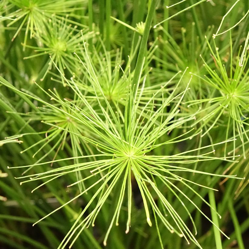 Cyperus prolifer - Papiro (Flowering)