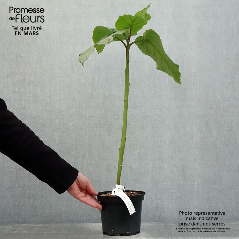 Tamarillo Red Vaso da 3L/4L esemplare consegnato in primavera