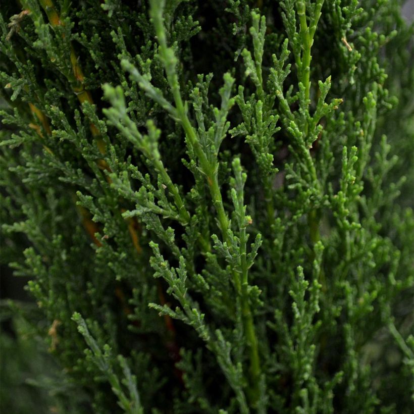 Cupressus sempervirens var. stricta Totem - Cipresso comune (Foliage)