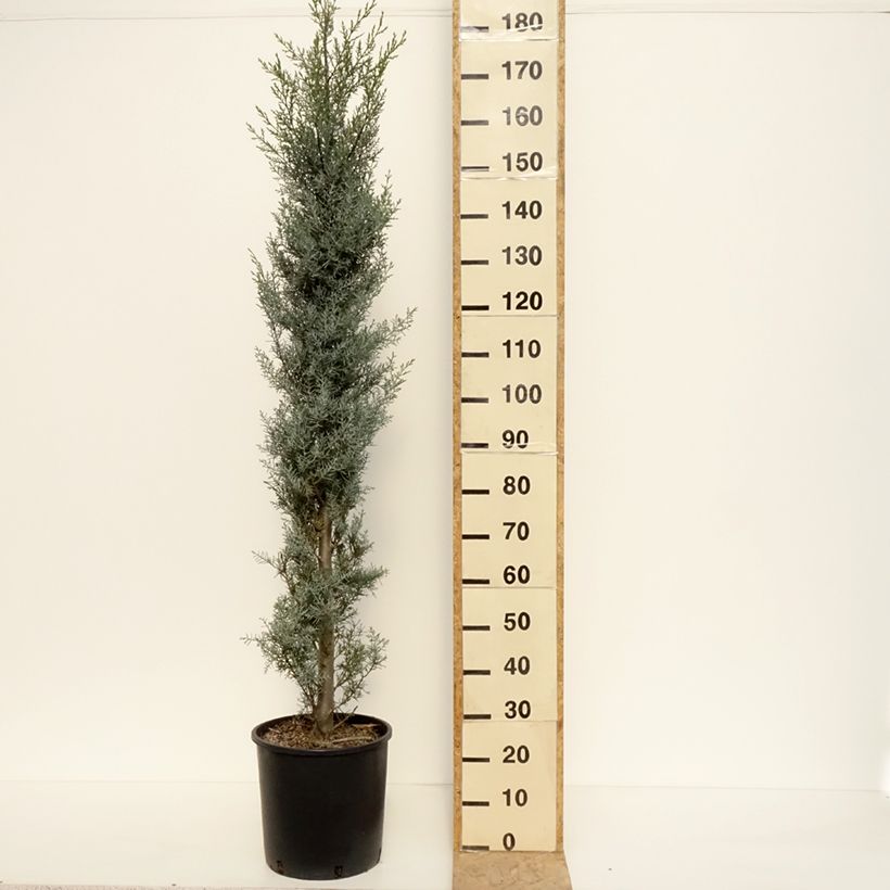 Example of Cupressus arizonica Fastigiata Vaso da 18L/20L, A cespuglio as you get in printemps