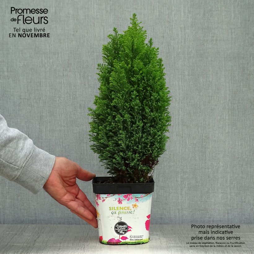 Esemplare di Chamaecyparis lawsoniana Elwood's Gold - Cipresso bianco Vaso da 2L/3L come consegnato in autunno