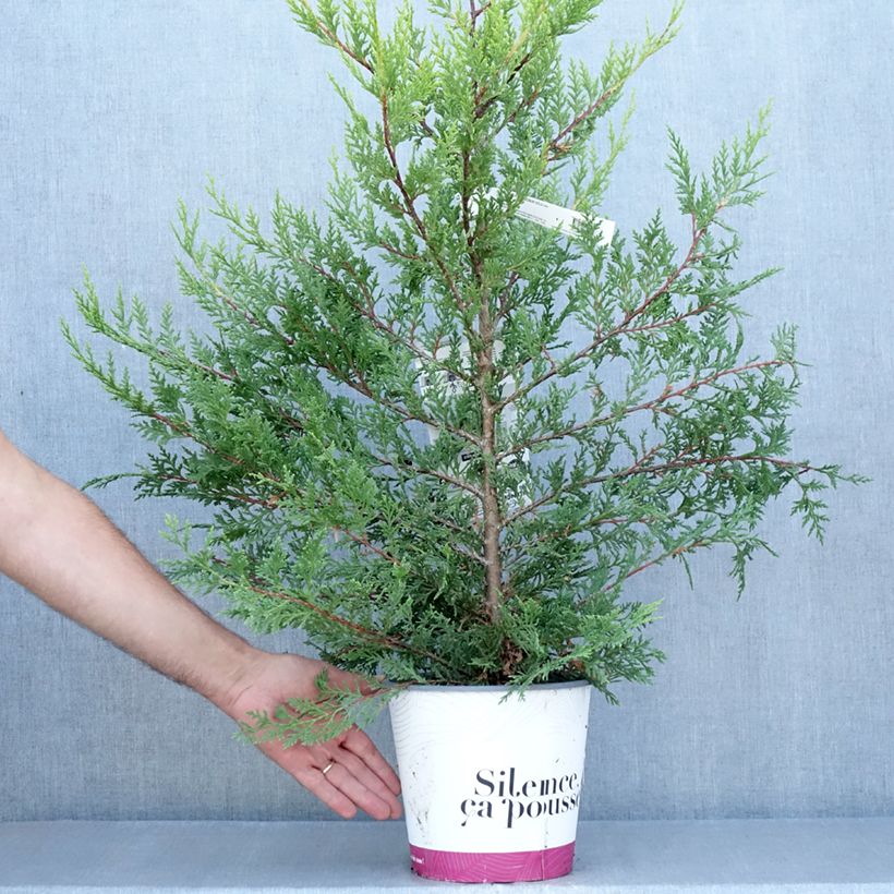 Esemplare di Cupressocyparis leylandii Excalibur Gold - Cipresso di Leyland Vaso da 4L/5L consegnato in estate