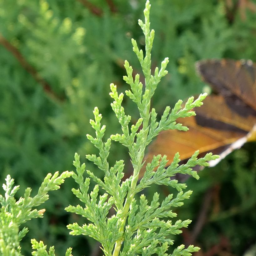 Cupressocyparis leylandii Excalibur Gold - Cipresso di Leyland (Fogliame)