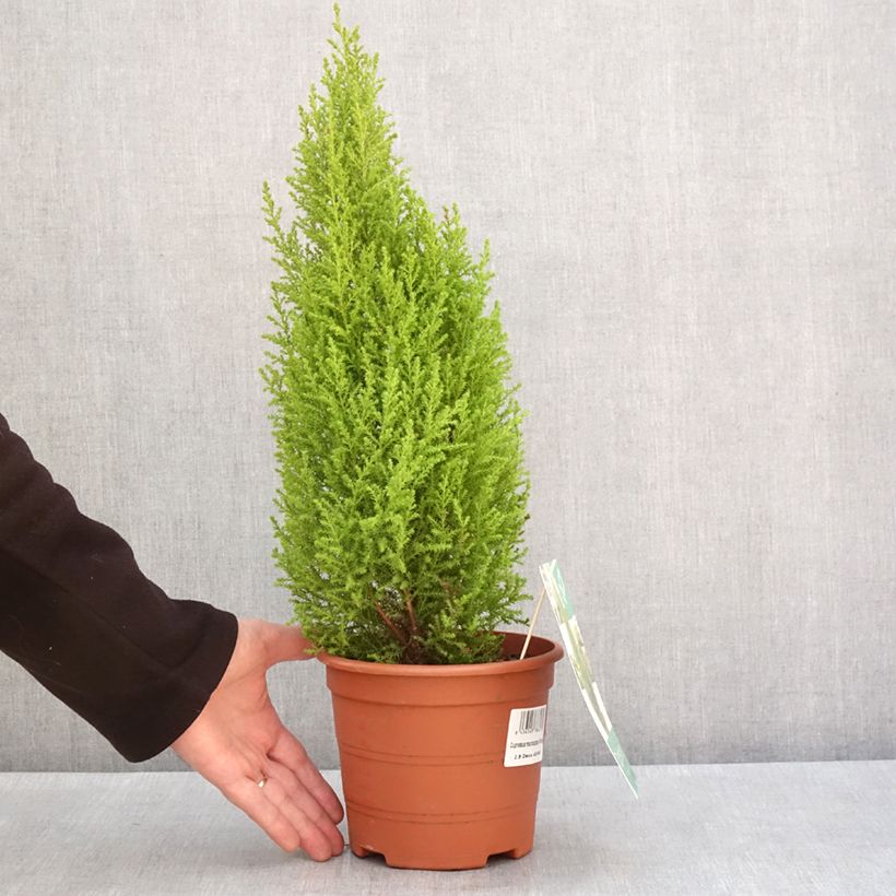 Cyprès de Lambert Wilma - Cupressus macrocarpa Pot de 2L/3L esemplare consegnato in inverno