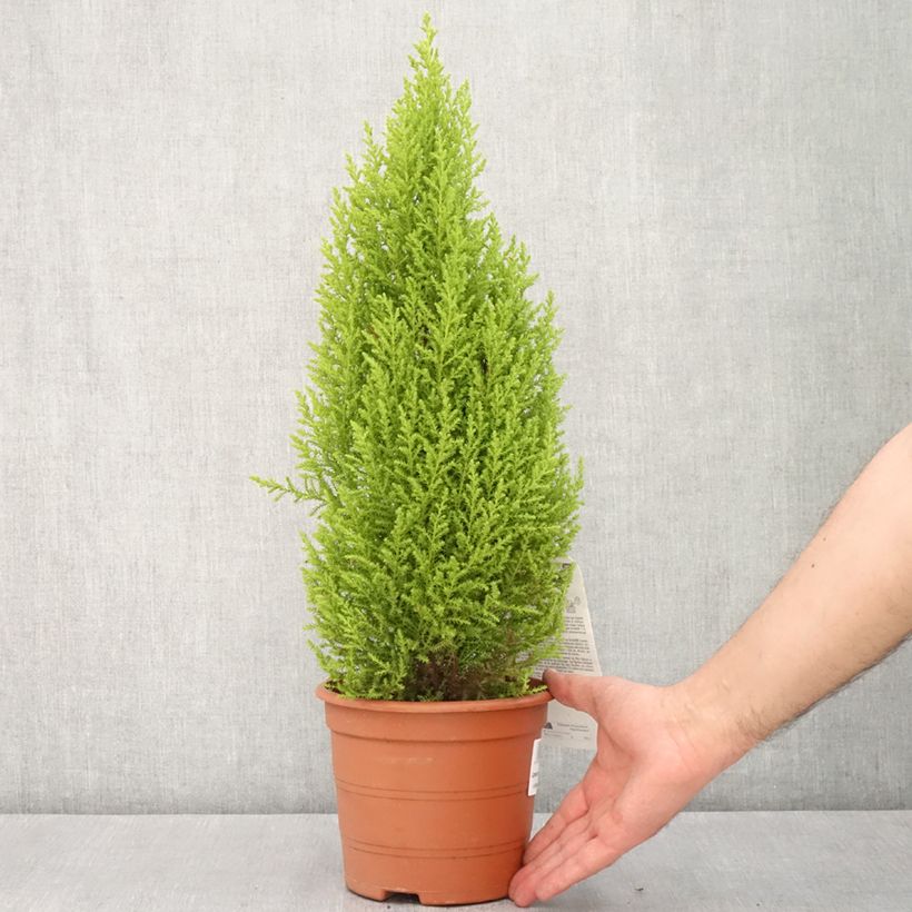 Cupressus macrocarpa Wilma Vaso da 2L/3L esemplare consegnato in primavera