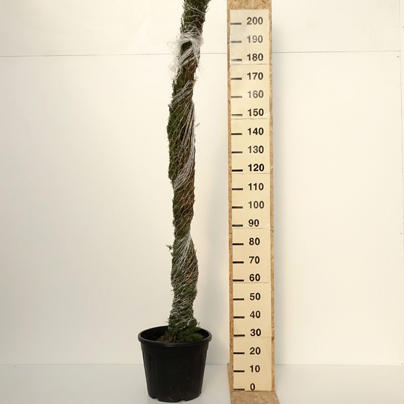 Example of Cupressus sempervirens var. stricta Pyramidalis - Cipresso comune Vaso da 30L/35L as you get in printemps