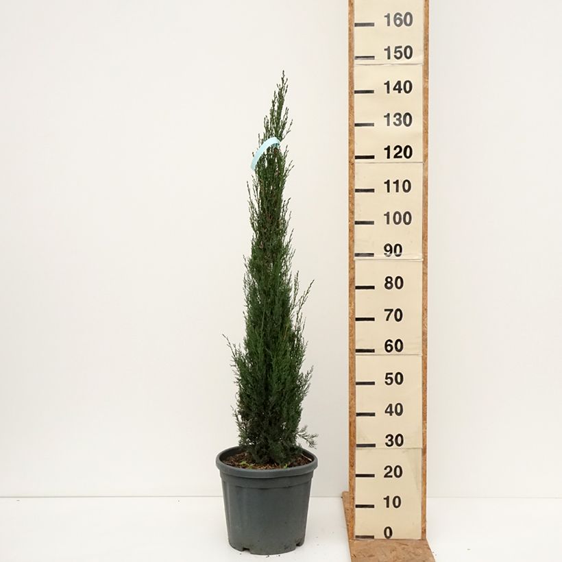 Esemplare di Cupressus sempervirens var. stricta Pyramidalis - Cipresso comune Vaso da 7,5L/10L come consegnato in autunno