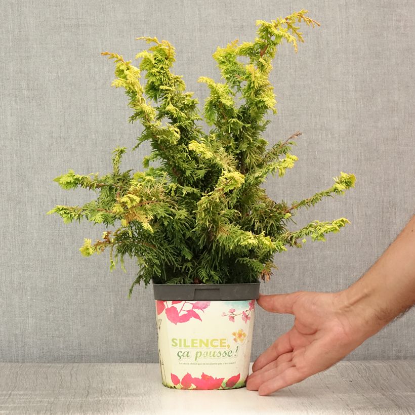 Esemplare di Chamaecyparis obtusa Fernspray Gold - Cipresso di Hinoki Vaso da 2L/3L consegnato in estate