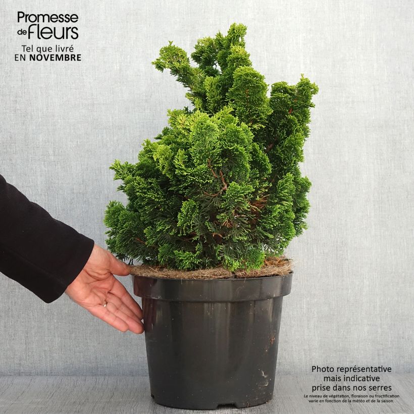 Esemplare di Chamaecyparis obtusa Nana Aurea - Cipresso di Hinoki Vaso da 7,5L/10L, Vaso impalcato come consegnato in autunno