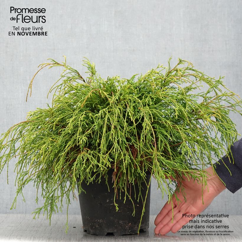Esemplare di Chamaecyparis pisifera Sungold Vaso da 3L/4L come consegnato in autunno