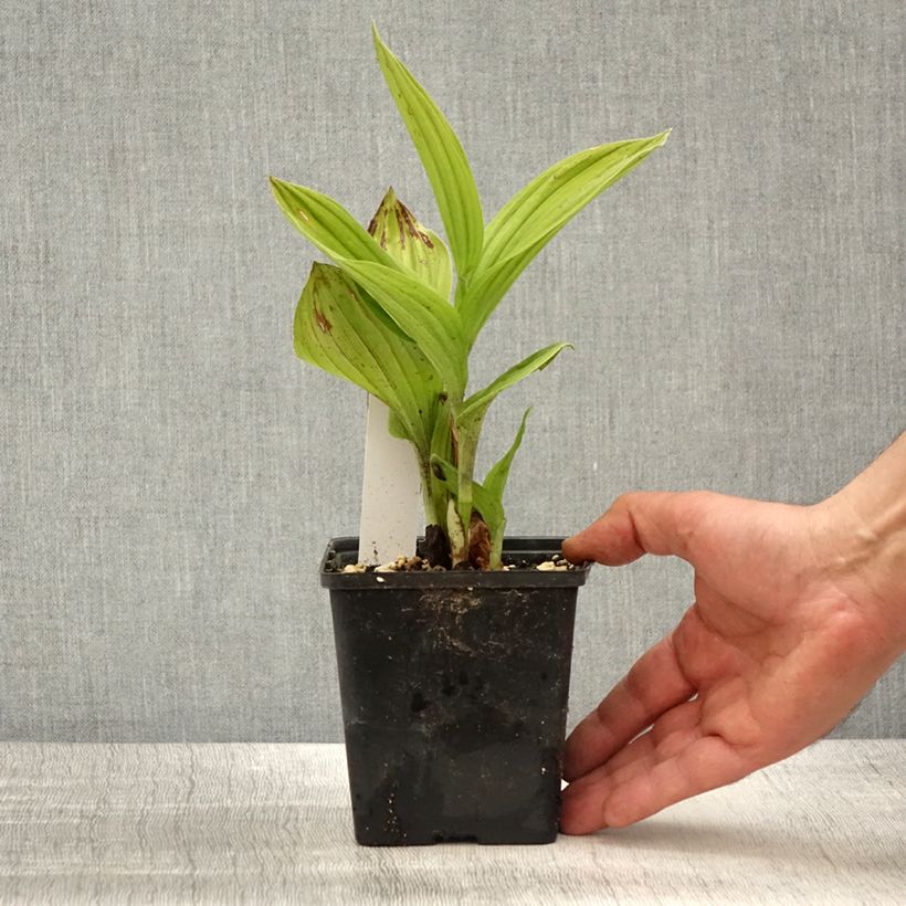 Cypripedium Aki Vaso da 1L/1,5L esemplare consegnato in primavera