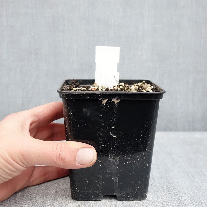 Cypripedium formosanum Vaso da 1L/1,5L esemplare consegnato in inverno