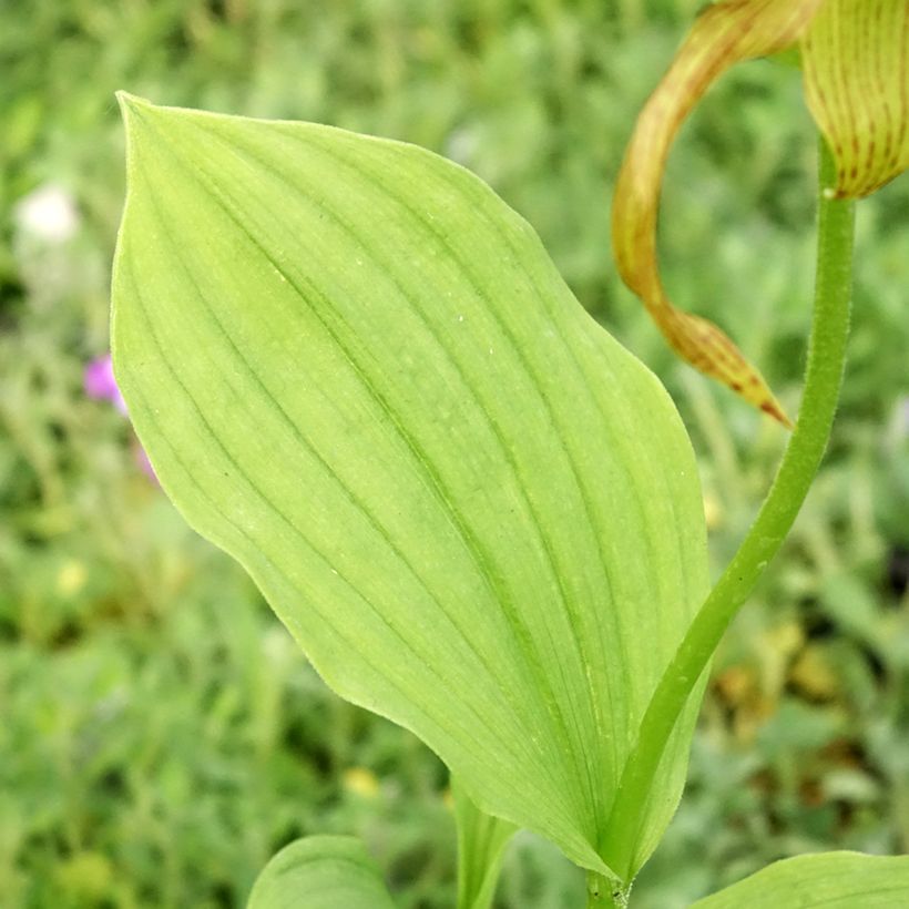 Cypripedium Inge (Fogliame)