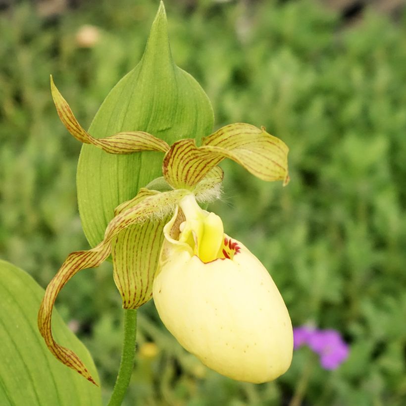 Cypripedium Inge (Fioritura)