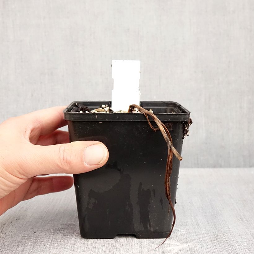 Esemplare di Cypripedium Inge Vaso da 1L/1,5L come consegnato in autunno