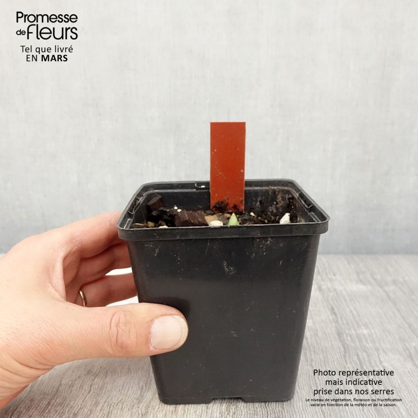 Cypripedium Pinkepank Vaso da 1L/1,5L esemplare consegnato in primavera