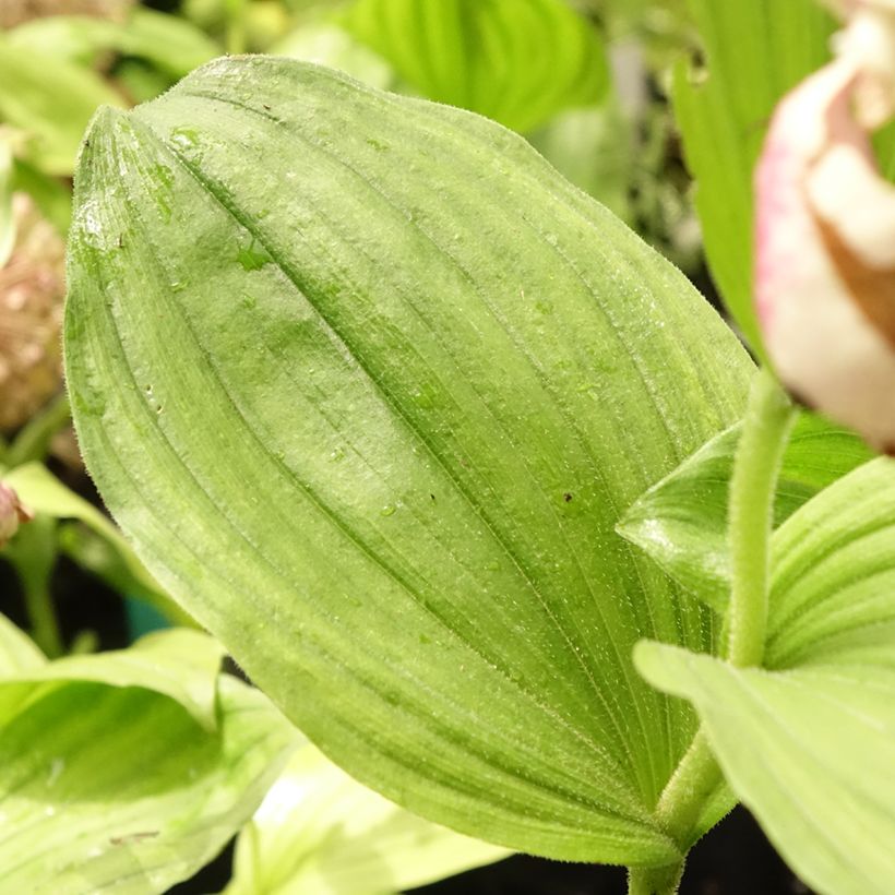 Cypripedium Pinkepank (Fogliame)