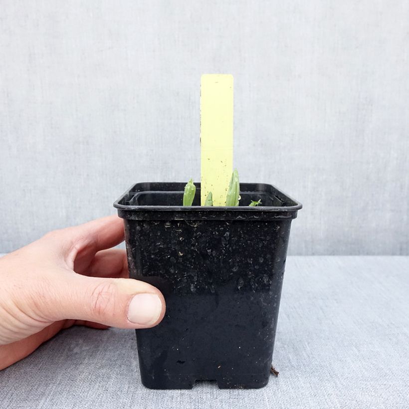 Example of Cypripedium Otto Vaso da 1L/1,5L as you get in printemps