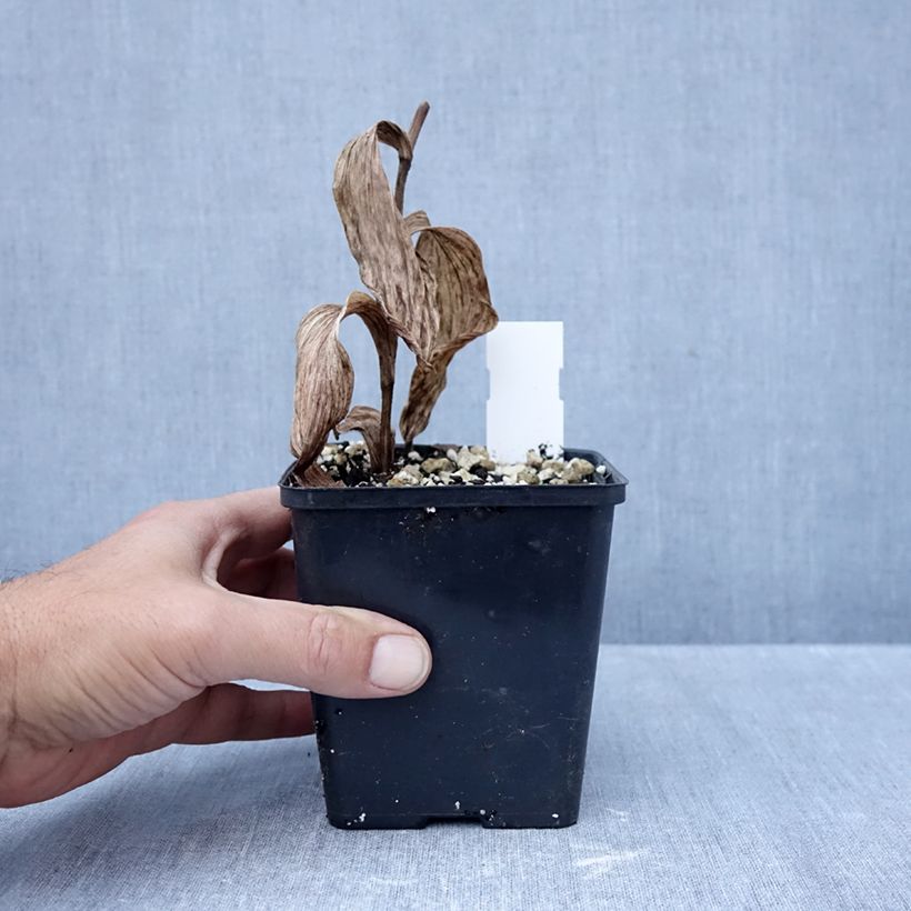 Esemplare di Cypripedium Philipp Vaso da 1L/1,5L come consegnato in autunno