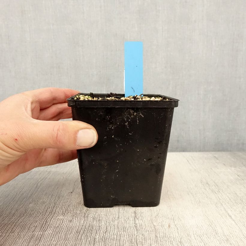 Cypripedium reginae Vaso da 1L/1,5L esemplare consegnato in primavera