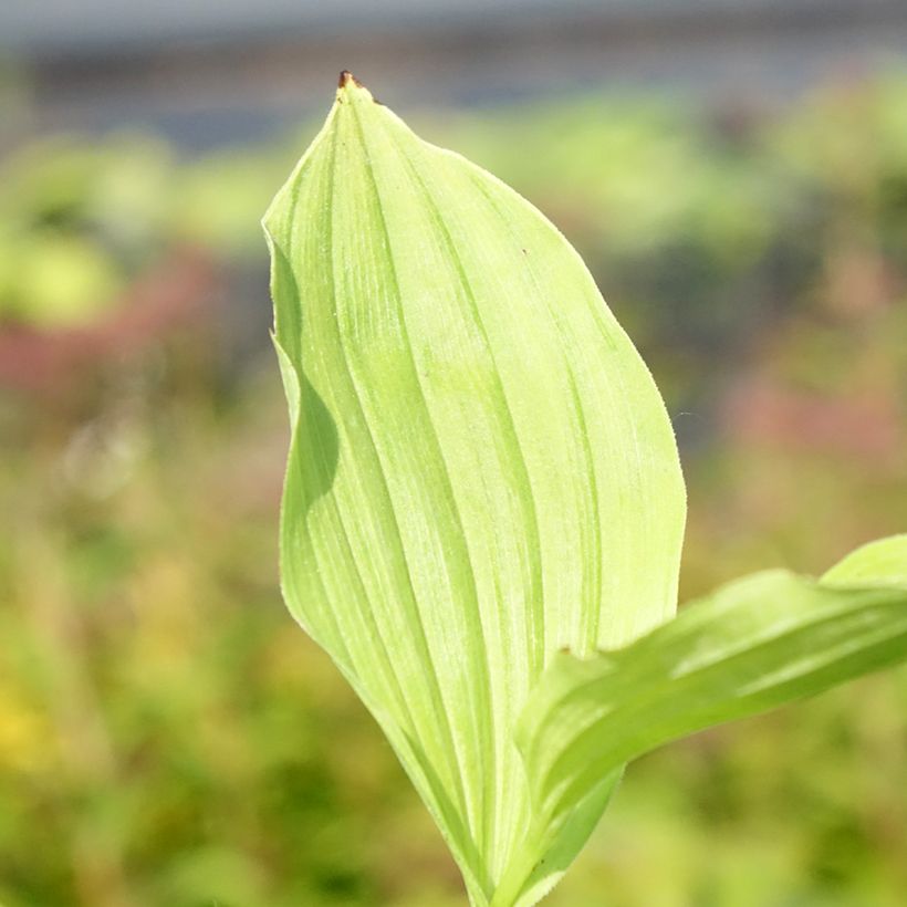 Cypripedium Sabine (Fogliame)