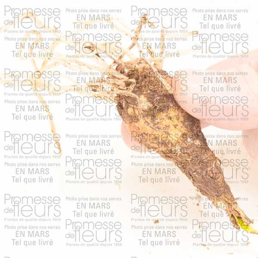 Esempio di esemplare Cyrtantus elatus Pink Diamond Bulbo taglia 10+ come consegnato