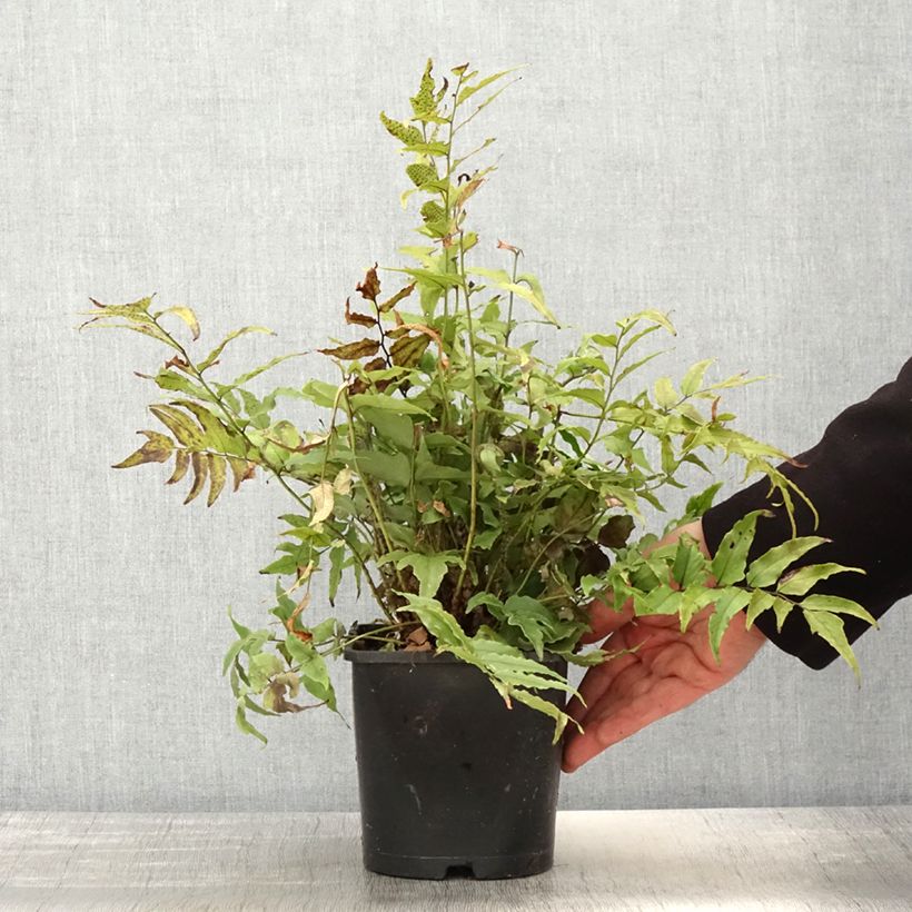 Example of Cyrtomium fortunei var. clivicola Vaso da 2L/3L as you get in printemps