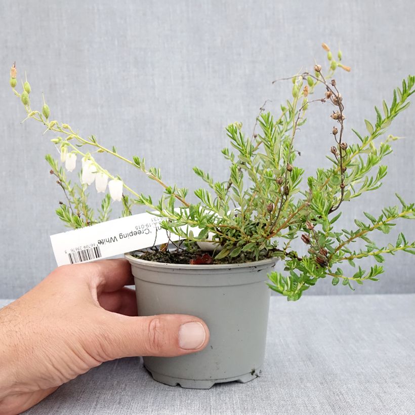 Example of Daboecia cantabrica Creeping White Vaso da Ø 12 cm / 13 cm as you get in printemps