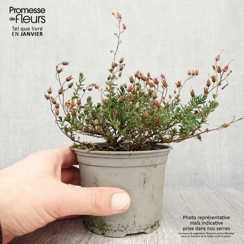 Daboecia cantabrica Cupido - Bruyère de Saint Daboec Pot de 12 cm / 13 cm esemplare consegnato in inverno