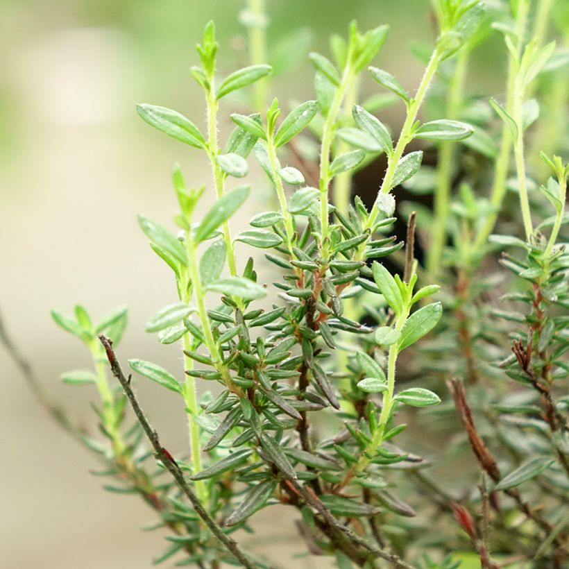 Daboecia cantabrica Purpurea (Foliage)