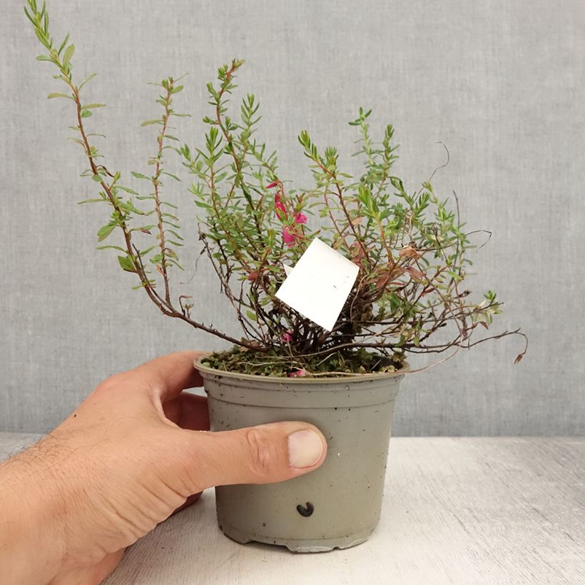 Esemplare di Daboecia cantabrica Waley's Red Vaso da Ø 12 cm / 13 cm consegnato in estate