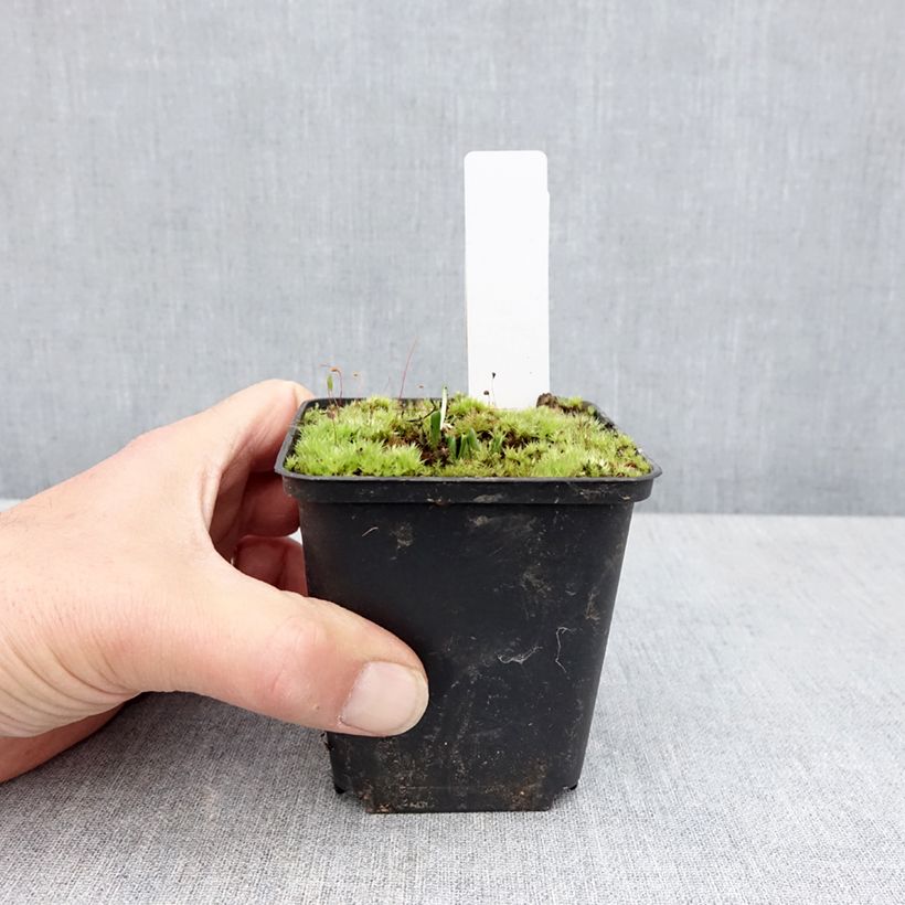 Dactylorhiza Foliorella Vasetto da 8/9 cm esemplare consegnato in primavera