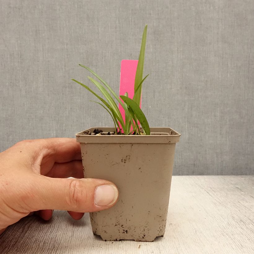 Dactylorhiza fuchsii Vasetto da 8/9 cm esemplare consegnato in primavera